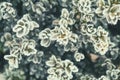 Branch boxwood with cones in snow.