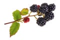 Branch of bramble isolated on white background