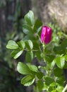 Branch of  briar with pink flower and leaves on blurred background Royalty Free Stock Photo