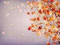 Branch of bright autumn maple foliage. EPS 10 Royalty Free Stock Photo