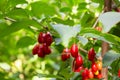 A branch with bright Cornus Mas fruit. Species of flowering plant in the dogwood family Cornaceae. Red ripe berries of Royalty Free Stock Photo