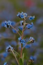 Branch of bright cute blue little flowers of Forget me nots