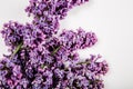 Branch of bright lilac flowers on the white background. Minimal spring concept. Congratulations on mother`s day