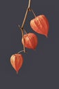 Branch of bright picturesque plant Physalis on dark background close-up