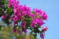 Branch with bright pink flowers of bougainvillea against the blue sky Royalty Free Stock Photo