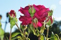 A branch of bright pink roses with buds against a blue sky. Beautiful roses in the city park Royalty Free Stock Photo