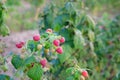 Branch of bright raspberries in garden. Red sweet berries growing on raspberry bush in fruit garden. ÃÂ¡ultivation, garden. Copy Royalty Free Stock Photo