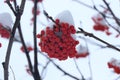 A branch of bright red mountain ash covered with snow. Berries from the snow. Royalty Free Stock Photo