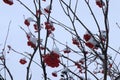 A branch of bright red mountain ash covered with snow. Berries from the snow. Royalty Free Stock Photo