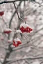 A branch of bright red mountain ash covered with snow. Berries from the snow Royalty Free Stock Photo