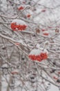 A branch of bright red mountain ash covered with snow. Berries from the snow Royalty Free Stock Photo