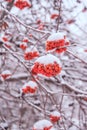 A branch of bright red mountain ash covered with snow. Berries from the snow Royalty Free Stock Photo