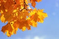 Branch with bright red and yellow autumn maple leaves on blue sky background Royalty Free Stock Photo