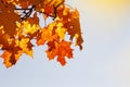 Branch with bright red and yellow autumn maple leaves on blue sky background