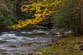 Branch of bright yellow autumn leaves hanging over a moving stream with rhododendrons and rocks
