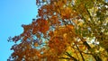 Branch with bright yellow, red and orange maple leaves against blue sky. View from below. Autumn background. Fall landscape in the Royalty Free Stock Photo