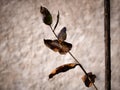 Branch with brown and golden leaves against a rustic stone wall Royalty Free Stock Photo