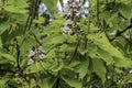 Branch with bud and bloom of Indian Bean Tree flowers or Catalpa bignonioides Royalty Free Stock Photo