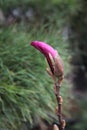 A branch with a bud of pink magnolia is preparing to blossom. Background. Royalty Free Stock Photo