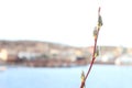 a branch of a budding willow on a blurry background.