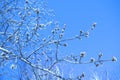 branch with buds against the background of a sky