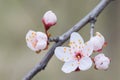 A branch with buds and blooming macro-inflorescences of cherry or apricot. Symbolizes the arrival of spring or harvest Royalty Free Stock Photo