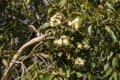 Branch with buds and creamy white flowers of a range bloodwood (corymbia abergiana), an Australian eucalyptus tree Royalty Free Stock Photo