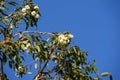 Branch with buds and creamy white flowers of a range bloodwood (corymbia abergiana) Royalty Free Stock Photo