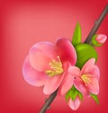 Branch with Buds of Japanese Quince (Chaenomeles japonica) in Bl