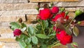 A branch with buds and opened roses against the background of a stone wall. Flowers grow naturally. Country cottage area Royalty Free Stock Photo