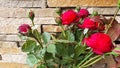 A branch with buds and opened roses against the background of a stone wall. Flowers grow naturally. Country cottage area Royalty Free Stock Photo