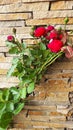 A branch with buds and opened roses against the background of a stone wall. Flowers grow naturally. Country cottage area Royalty Free Stock Photo