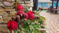 A branch with buds and opened roses against the background of a stone wall. Flowers grow naturally. Country cottage area Royalty Free Stock Photo