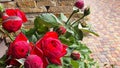 A branch with buds and opened roses against the background of a stone wall. Flowers grow naturally. Country cottage area Royalty Free Stock Photo