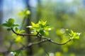 Branch with buds and young leaves in spring Royalty Free Stock Photo