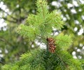 A branch with the bump of the pseudotsugi Menzis Pseudotsuga menziesii Mirb. Franco Royalty Free Stock Photo