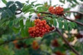 A branch with a bunch of ripe red mountain ash in the foliage Royalty Free Stock Photo