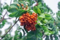 A branch with a bunch of ripe red mountain ash in the foliage Royalty Free Stock Photo