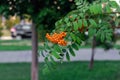 A branch with a bunch of ripe red mountain ash in the foliage Royalty Free Stock Photo