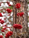 A branch with bunches of mountain ash without leaves on a background of tree bark Royalty Free Stock Photo