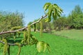 Branch with bunches of walnut flowers Royalty Free Stock Photo