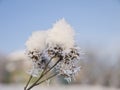 The branch of the burdock covered with soft snow. Royalty Free Stock Photo