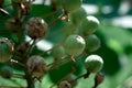 Branch of a bush, eremurus flower, photo at noon