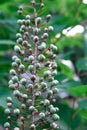 Branch of a bush, eremurus flower, photo at noon
