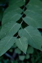 Branch of a bush, eremurus flower, photo at noon