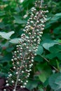 Branch of a bush, eremurus flower, photo at noon