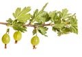 Branch of a bush of gooseberries. Isolated on white