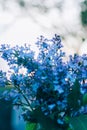 Branch, bush with purple lilac against the background of the road in the village drenched by the sun, summer