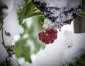 Raspberries and the first snow at their summer cottage Royalty Free Stock Photo