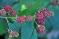 On the branch ripen the berries Rubus fruticosus